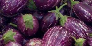 a Grade Brinjal