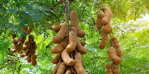 A Great Tamarind