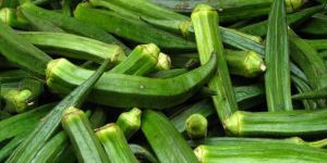 Fresh Green Okra