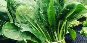 Fresh Green Spinach