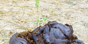 Cow Dung