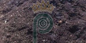 Pure Cow Dung Manure