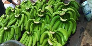 Fresh Green Banana