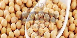 High Protein Soybean Seeds