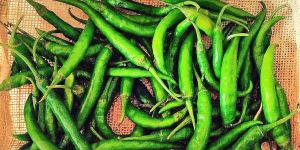 Fresh Green Chilli