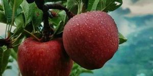 Fresh Kashmiri Apple
