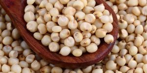 Sorghum Millet Seeds