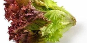 Red Leaf Lettuce