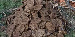 Dry Cow Dung Cake