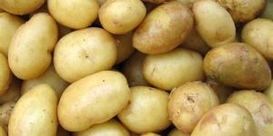 Fresh Brown Potato