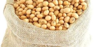 Soybean Seeds
