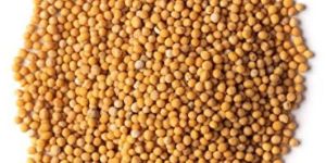 Yellow Mustard Seeds