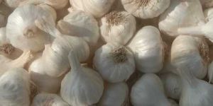 AA Grade White Garlic