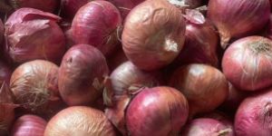 Onions