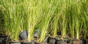 Vetiver Grass