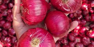 a Grade Red Onion