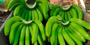 Fresh Cavendish Banana