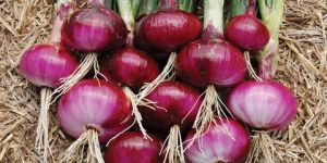 Fresh Red Onion