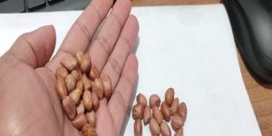 Peanut Kernels