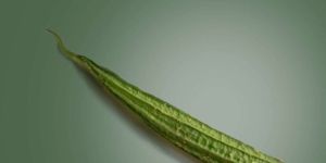 Ridge Gourd