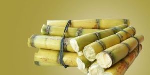 Sugarcane
