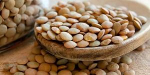 Lentils Seed