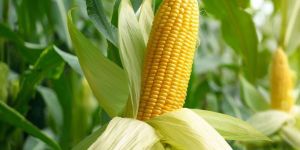 Yellow Maize