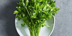 Parsley Leaves