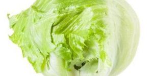 Iceberg Lettuce