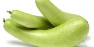 Fresh Loki Bottle Gourd