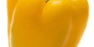 Yellow Bell Pepper