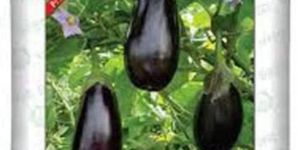 Vnr Grafted Brinjal Plant