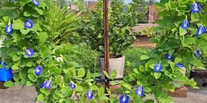 Aparajita Flower Blue