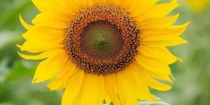 Fresh Sunflower