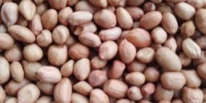 Groundnut Peanuts Seeds