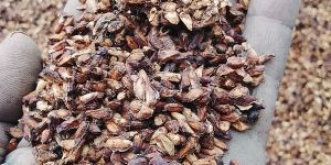 Pomegranate Dry Seeds