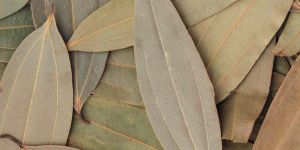 Organic Bay Leaf