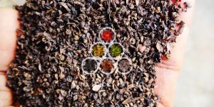 Pin Head Black Pepper