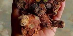 Whole Kulanjan Haldi