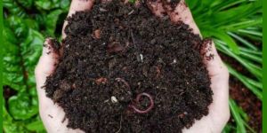 Earthworm