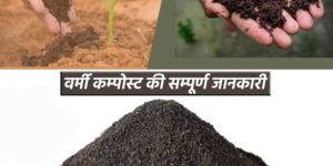 Vermi Compost