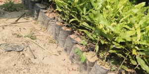 Macadamia Nuts Plants