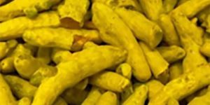 Nizamabad Turmeric Finger