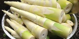 Preserved Bamboo Shoot