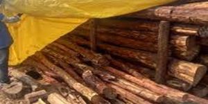 Pure White Sandalwood Logs