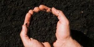 Pure and Natural Vermicompost Powder
