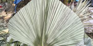 Multicolor Natural Dried Palm Leave