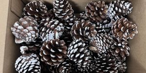 Natural Dried Pine Cones