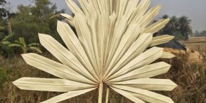 Natural Dried Sun Palm Leaf