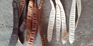 Dried Poinciana Seed Pods